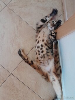 Bengalská kočka - 2