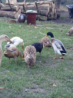 Indický běžec - 2