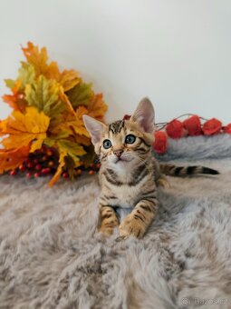 Bengálská kočička s PP - 2