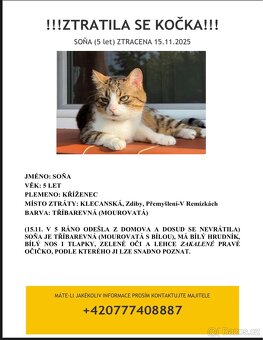 ZTRACENÁ KOČIČKA - 2