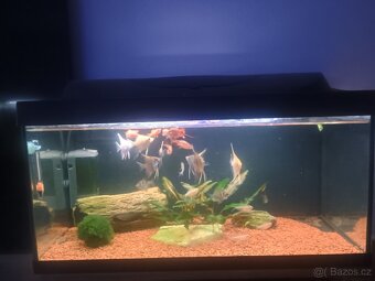 Akvárium 60L - 2