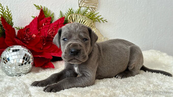 Německá doga modrá  - 2