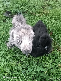 HEDVABNIČKA VELKA - 2