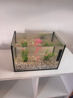 Akvárium - 2