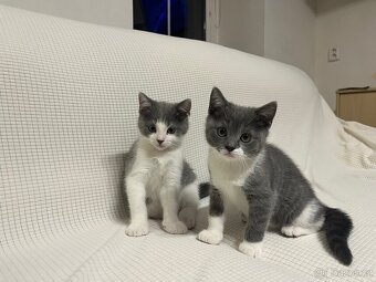 Britská modrá koťátka bicolor - 2