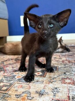 Orientální koťe Perseus Marbleficent s PP - 2