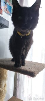 Mainská mývalí kočička s PP - 2