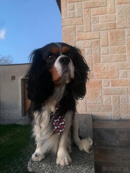 King Charles kavalir - 2