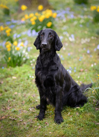 FLAT coated retriever štěňátka s PP -černá a hnědá - 2