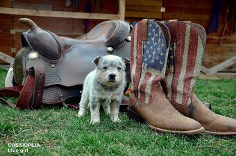 Austrálsky honacky pes ACD CATTLE DOG - 2
