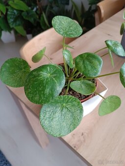 Pilea Mojito - 2