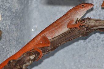Anolis sergei RED - 2