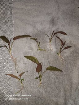 akvarijní rostliny - 2
