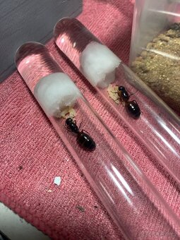 Camponotus ligniperda - 2