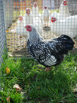 Wyandotka zdrobnělá - stříbrná černě lemovaná - 2