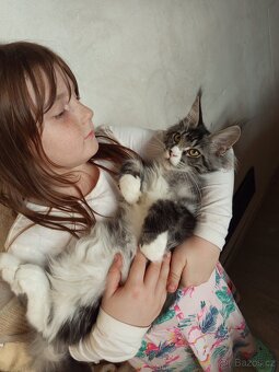 Mainské mývalí koťátko. MCO s pp - 2