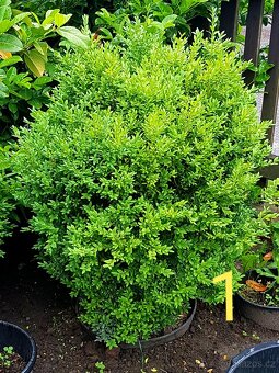 Buxusy, keřové buxusy, keře ,    NOVÉ KUSY - 2