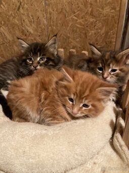 Mainská mývalí - 2