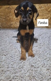 Šteniatka,stene, - 2