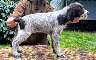 Český fousek s PP - 2