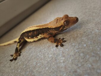 Pagekon řasnatý 0.1 LW - 2