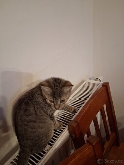 Daruji koťátka - 2