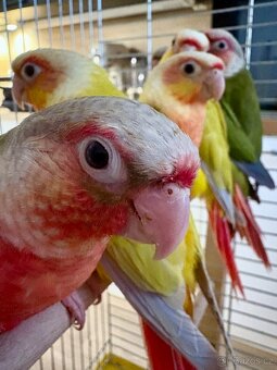 Pyrura ručně dokrmená - 2