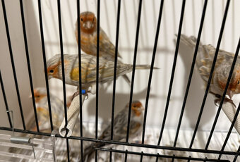 Prodám červené melaninové kanáry - 2