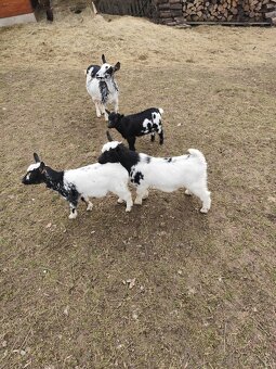 Zakrslé holanské kůzlata - 2