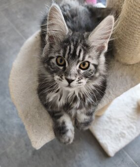 Mainská mývalí s pp - 2