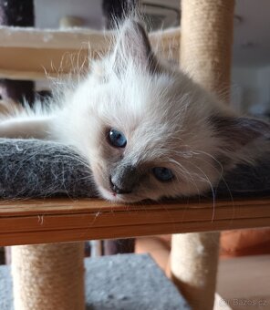 Koťátka ragdoll s PP - 2