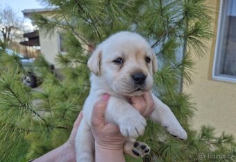Štěňátka labradorský retrívr - 2