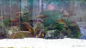 cichlidy zdarma zamluveno - 2