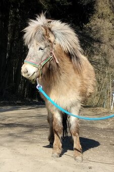 2023 Miniaturní klisnička - 2