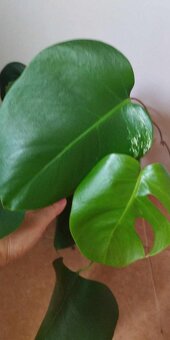 Monstera - 2