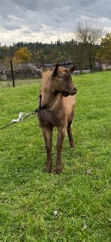 Plemenný kozel, naroz.jaro 2025 - 2