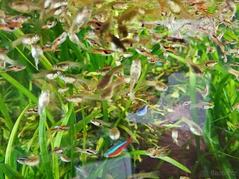 Endlerky, živorodky - 2