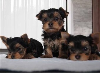 Jorkširsky teriér yorkshire teriér - 2