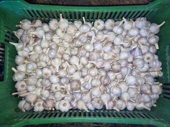 Prodej malého česneku - 2