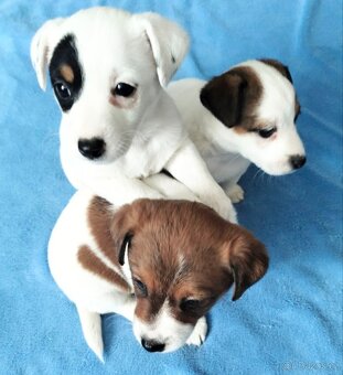 Jack Russel teriér - 2