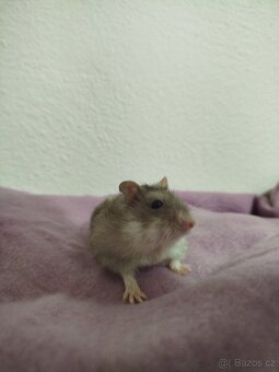 Křeček džungarský samička - 2