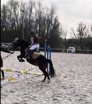 6letá klisna Welsh - 2