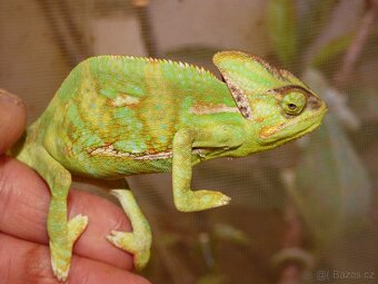 Chameleon jemenský (Chamaeleo calyptratus) - 2