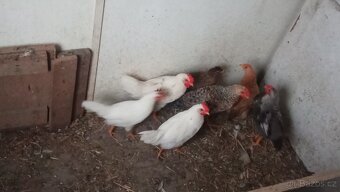 Kohouti 🐓🐓 - 2