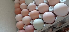 Čerstvá domácí vajíčka - 2