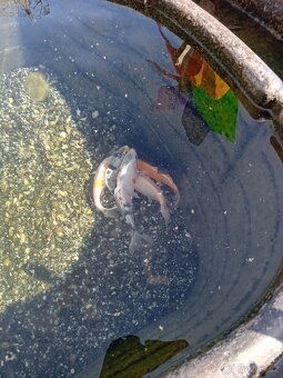 Koi kapr - 2