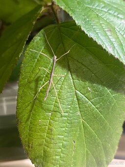 Strašilky - Phaenopharos khaoyaiensis - 2