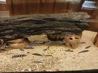 Cichlidka Mramorovaná (Julidochromis Transcriptus Kissi) - 2