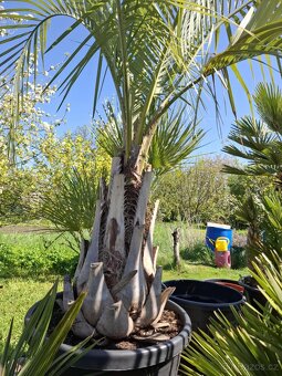 Palma Butia capitata - 2