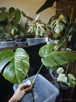 Monstera alba č.7 - 2